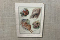 Vintage Animal Botanical Educational Booklet