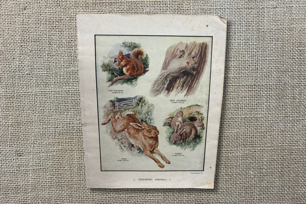 Vintage Animal Botanical Educational Booklet