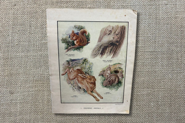 Vintage Animal Botanical Educational Booklet